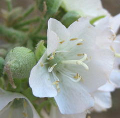 Dombeya rotundifolia
