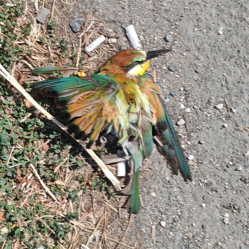 European Bee-eater