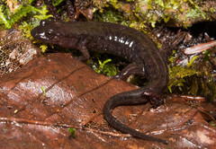 Desmognathus abditus