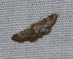 Idaea pervertipennis