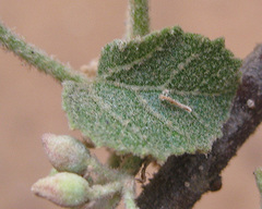 Dombeya rotundifolia