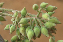 Dombeya rotundifolia