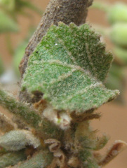 Dombeya rotundifolia