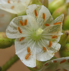 Dombeya rotundifolia