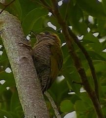 Dryobates maculifrons