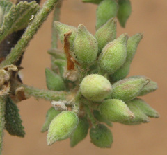 Dombeya rotundifolia