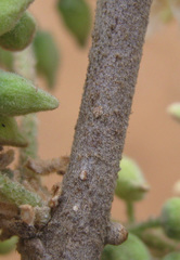 Dombeya rotundifolia