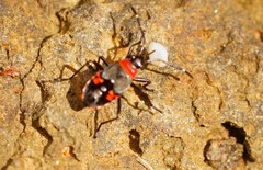 Melanerythrus mactans