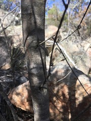 Allocasuarina rupicola