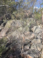 Allocasuarina rupicola