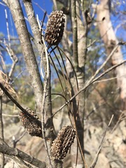 Allocasuarina rupicola
