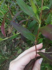 Persicaria setacea