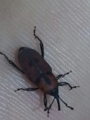 Rhodobaenus