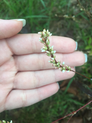 Persicaria setacea