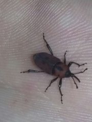 Rhodobaenus