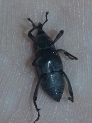 Rhodobaenus
