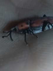 Rhodobaenus