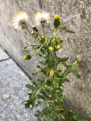 Senecio vulgaris
