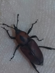 Rhodobaenus