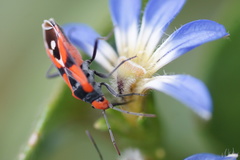 Melanerythrus mactans