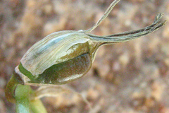 Dipcadi