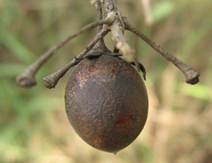 Diospyros