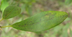 Diospyros
