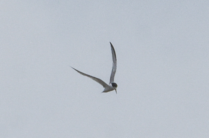 Interior Least Tern