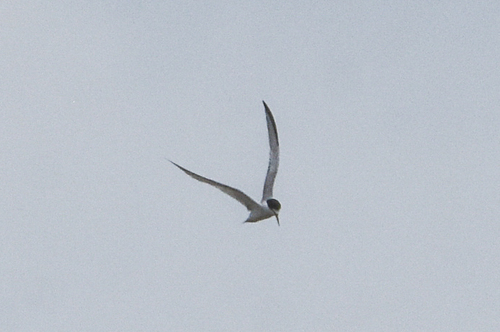 Interior Least Tern