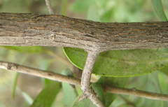 Diospyros