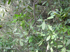 Diospyros