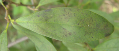 Diospyros