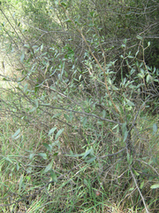 Diospyros