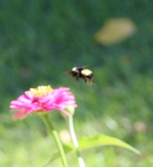 Bombus pensylvanicus