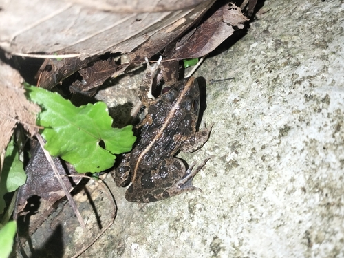 Fejervarya limnocharis