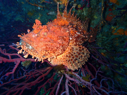Red Scorpionfish