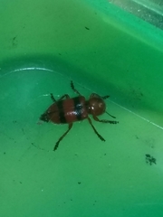 Dologenitus nigrocinctus