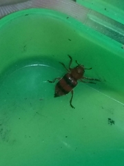 Dologenitus nigrocinctus