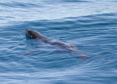 Arctocephalus townsendi