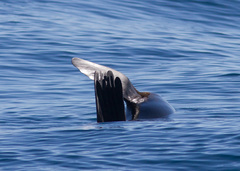 Arctocephalus townsendi