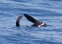 Arctocephalus townsendi