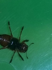 Dologenitus nigrocinctus