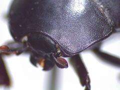 Psiloscelis perpunctata