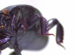 Psiloscelis perpunctata