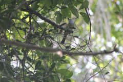 Ramphotrigon flammulatum