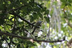 Ramphotrigon flammulatum