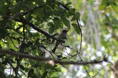 Ramphotrigon flammulatum