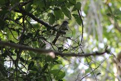 Ramphotrigon flammulatum