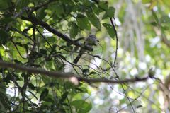 Ramphotrigon flammulatum