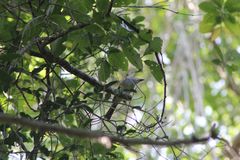 Ramphotrigon flammulatum